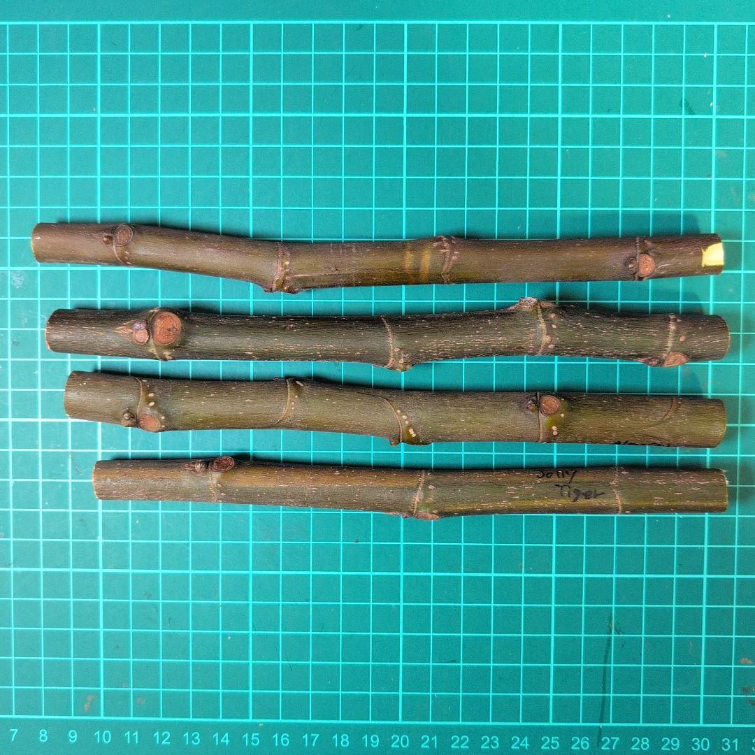 イチジクの穂木 4種 (2) - メルカリ