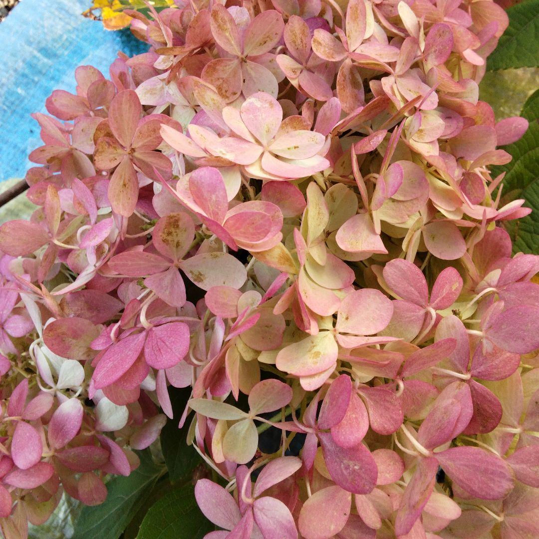 2024.10 ピラミッドアジサイ 13写真画面から2025年9月現在