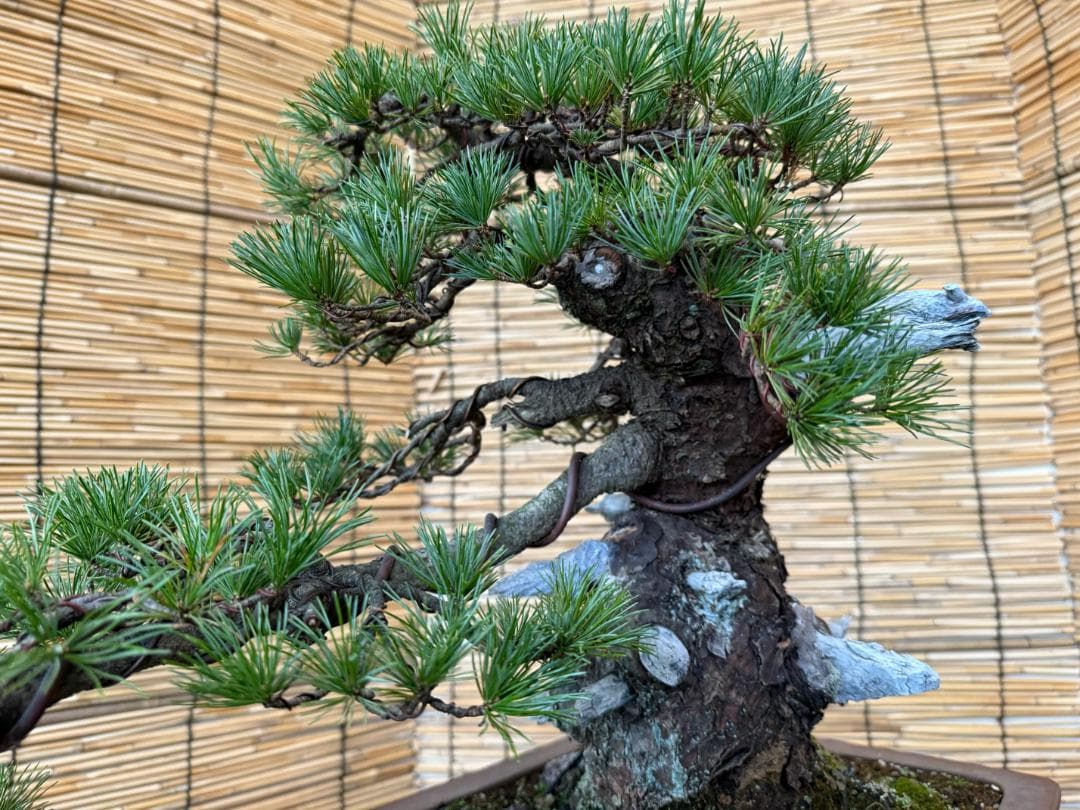 ◎貴重・五葉松《山採り》サバ幹・太幹・山木！