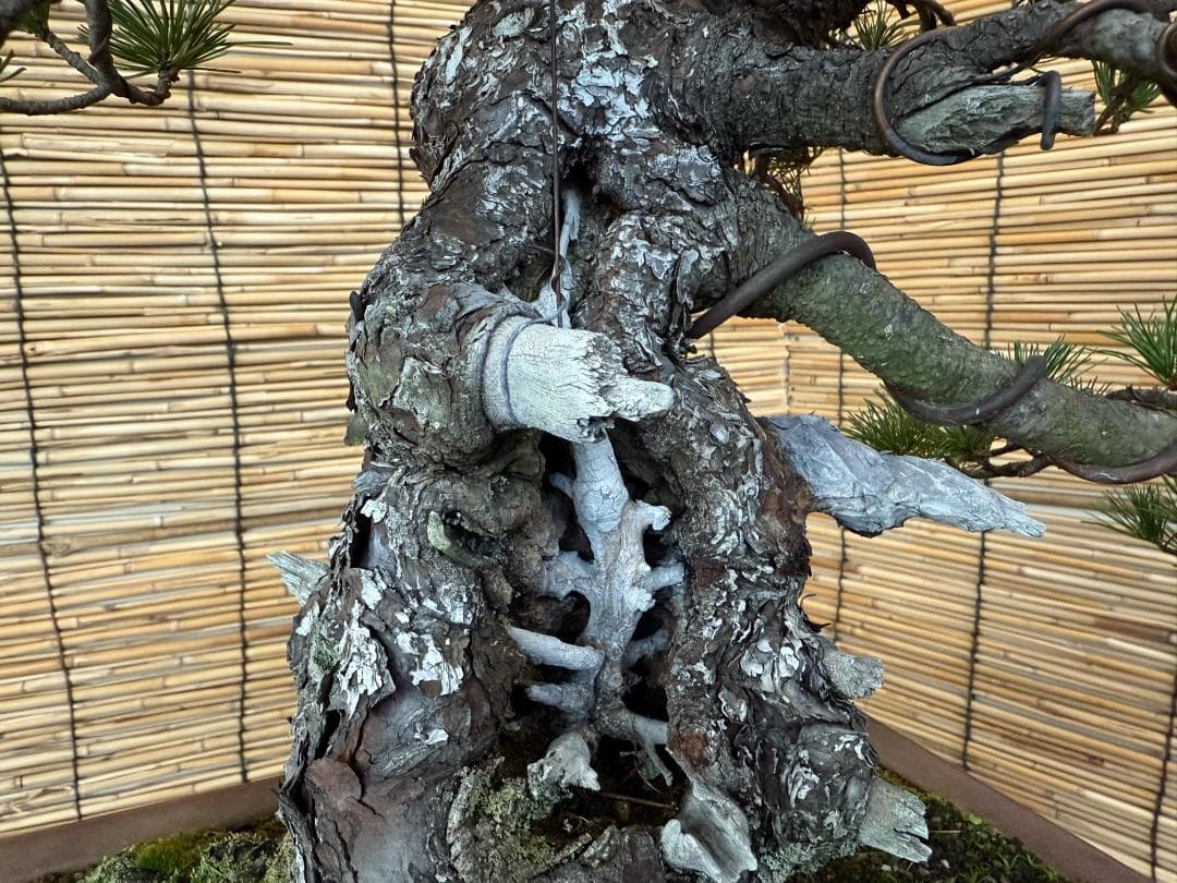 ◎貴重・五葉松《山採り》サバ幹・太幹・山木！