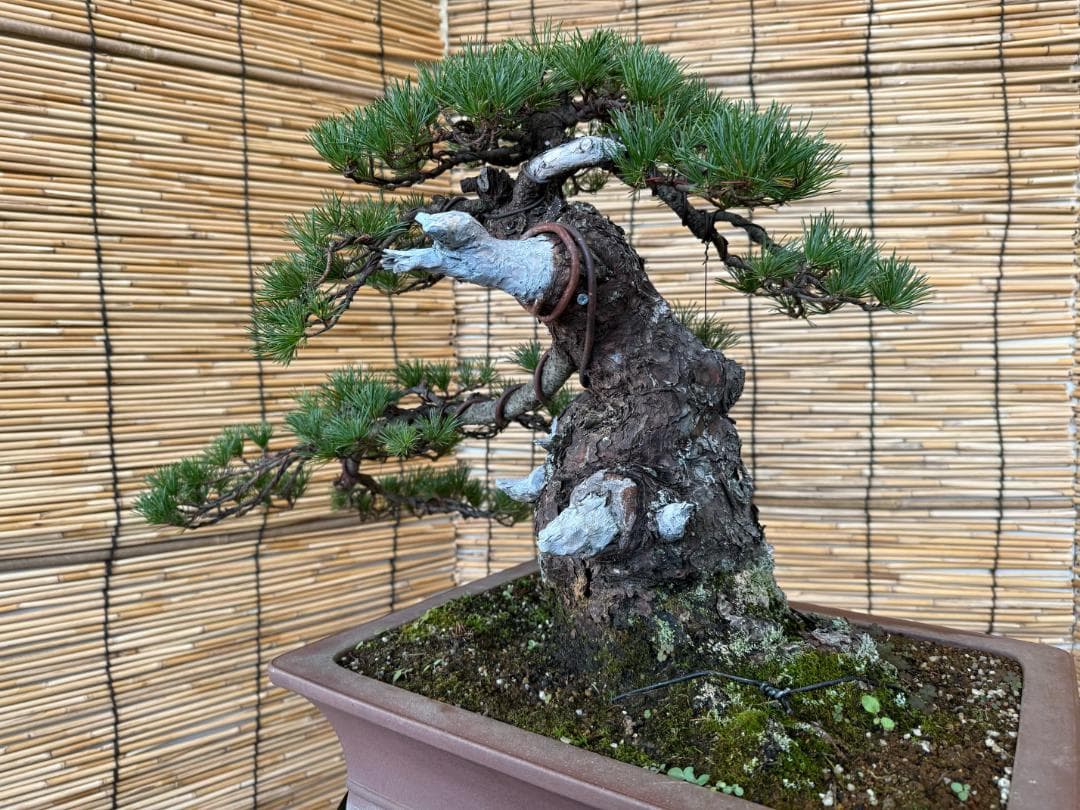 ◎貴重・五葉松《山採り》サバ幹・太幹・山木！