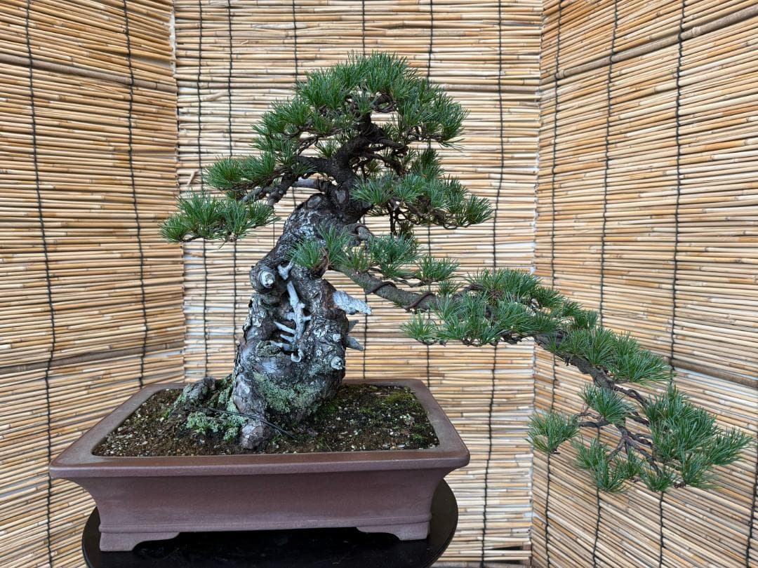 ◎貴重・五葉松《山採り》サバ幹・太幹・山木！