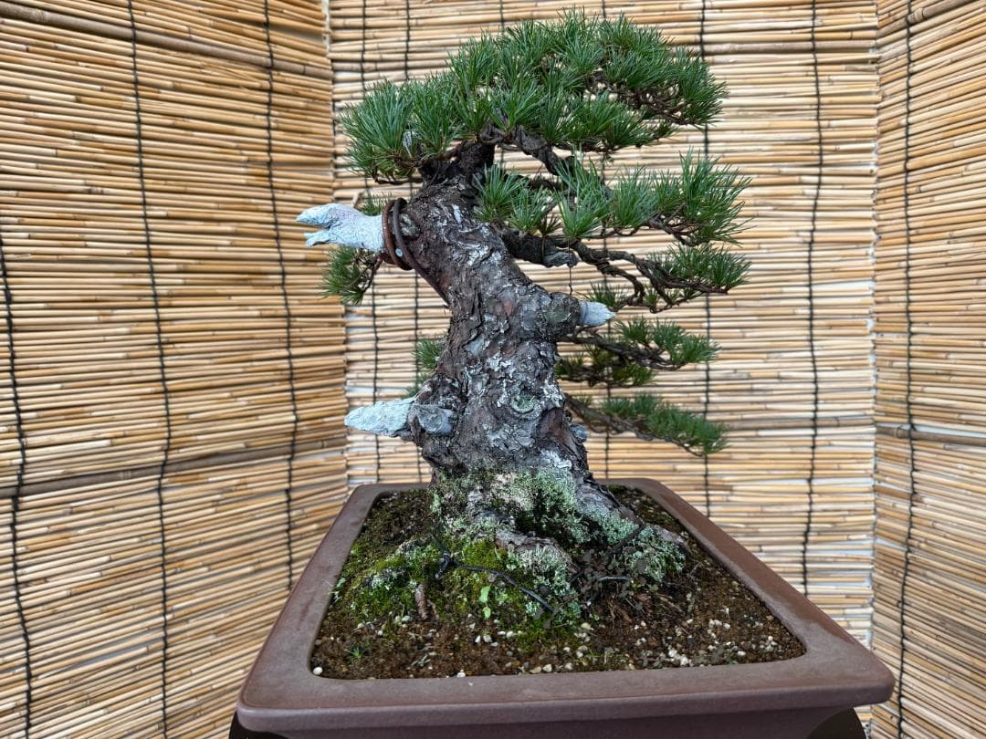 ◎貴重・五葉松《山採り》サバ幹・太幹・山木！