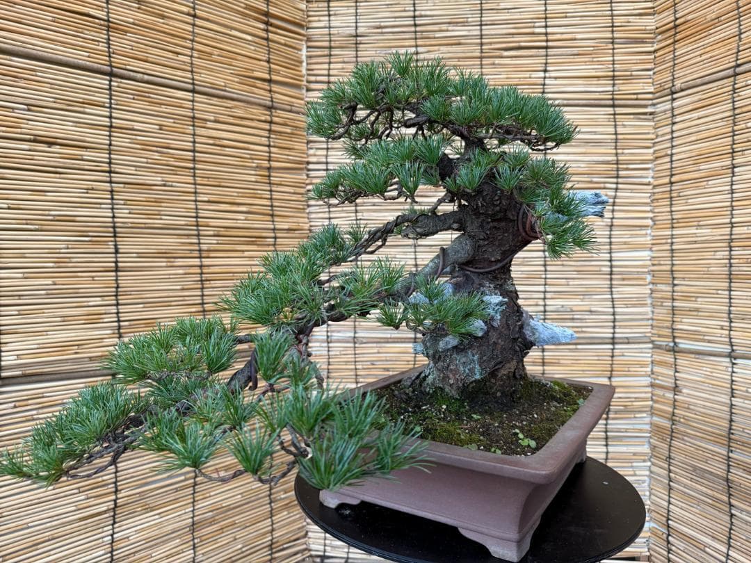 ◎貴重・五葉松《山採り》サバ幹・太幹・山木！