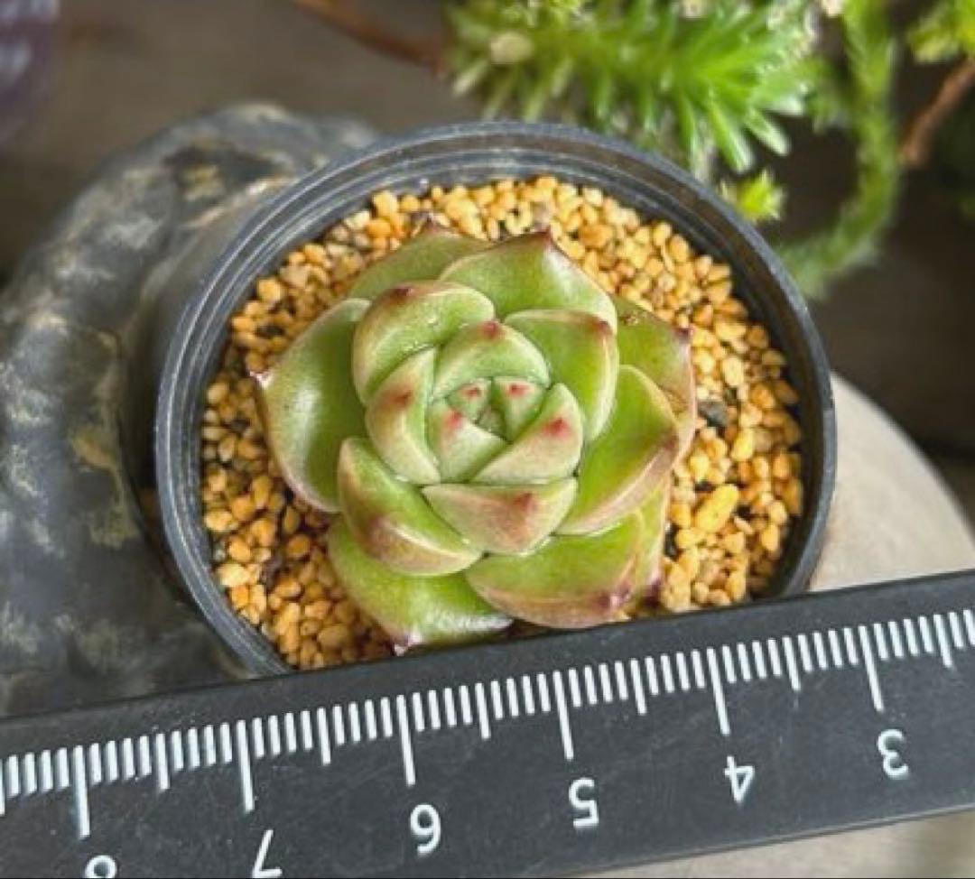 No.531 ❁オレンジライト❁ 抜き苗 多肉植物 寄せ植え