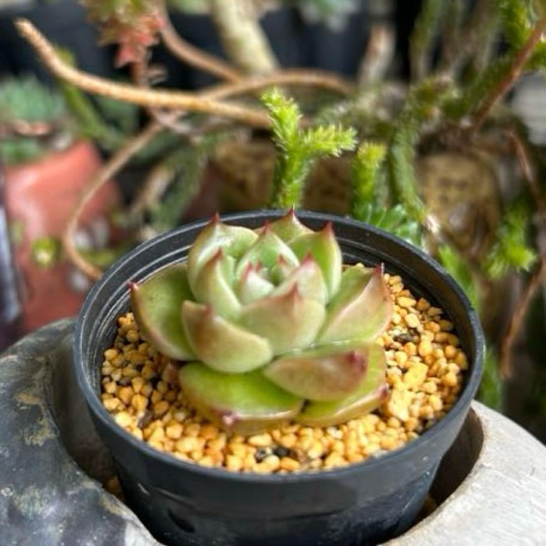 No.531 ❁オレンジライト❁ 抜き苗 多肉植物 寄せ植え