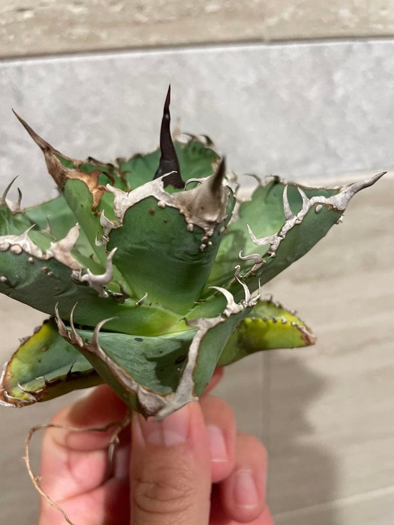 アガベ チタノタ ブツブツ系