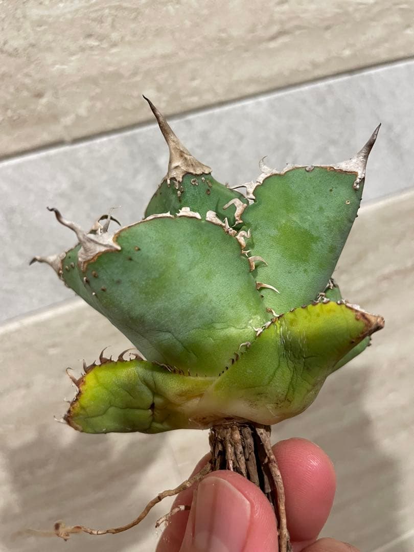 アガベ チタノタ ブツブツ系