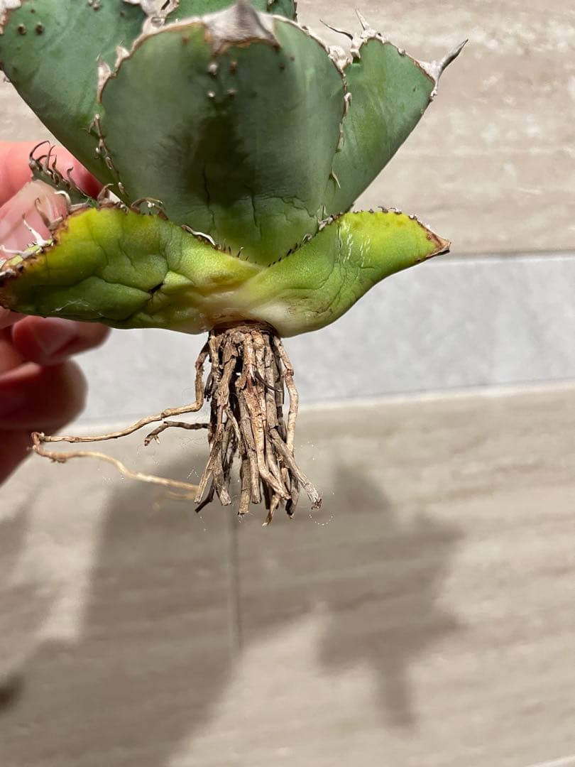 アガベ チタノタ ブツブツ系