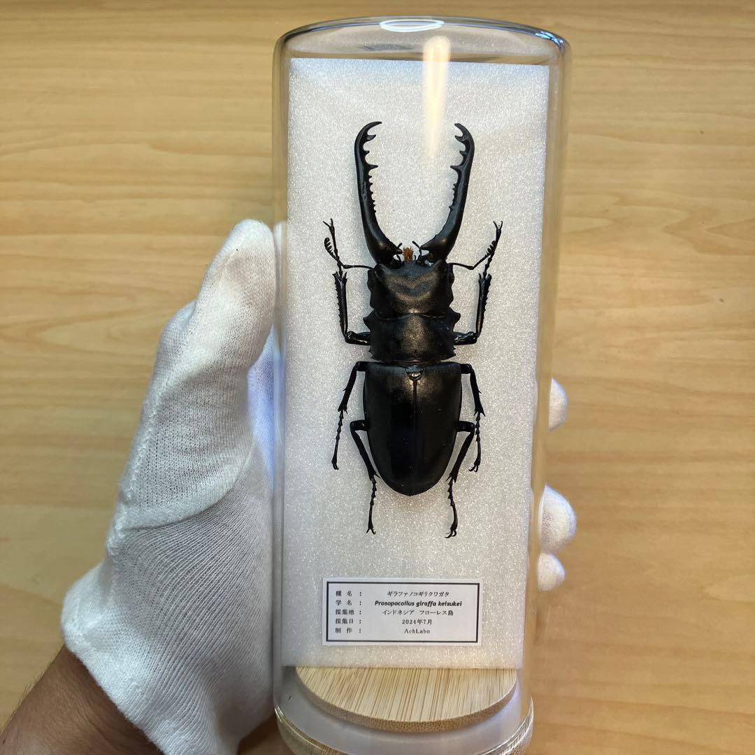 昆虫標本】ギラファノコギリクワガタ ガラスケース入り - メルカリ