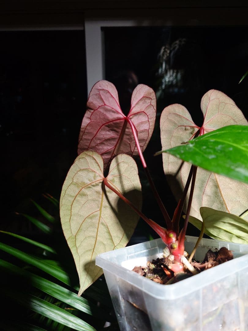 Anthurium AOS x RVDP 斑入り - メルカリ