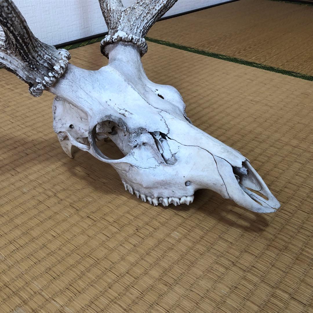 エゾシカのツノ 鹿の角 北海道 天然物 野生