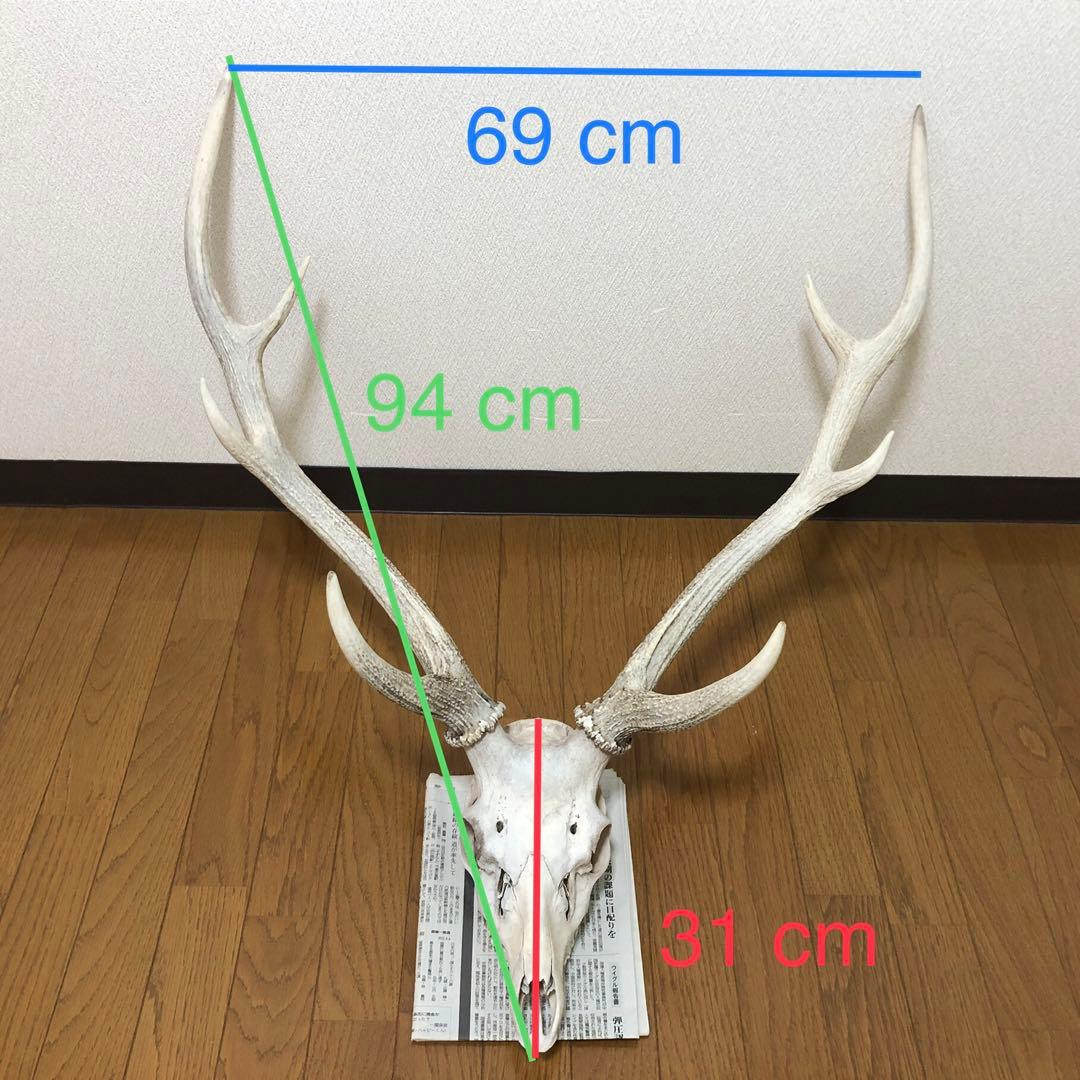 エゾシカのツノ 鹿の角 北海道 天然物 野生