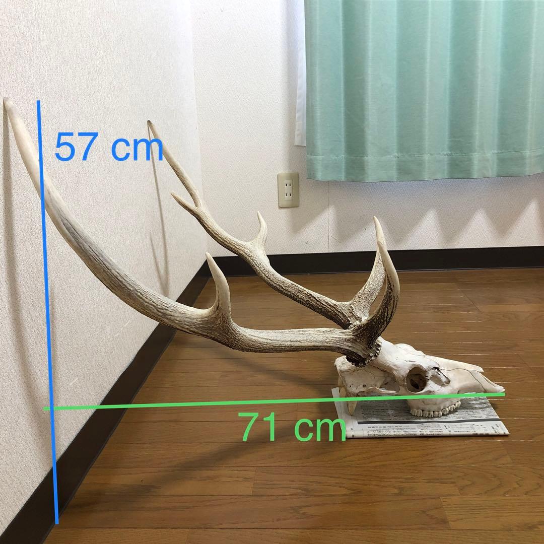 エゾシカのツノ 鹿の角 北海道 天然物 野生