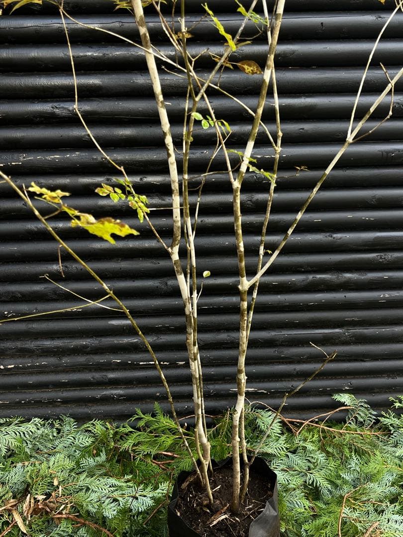 山採り天然　アオダモ　5本株立ち　300