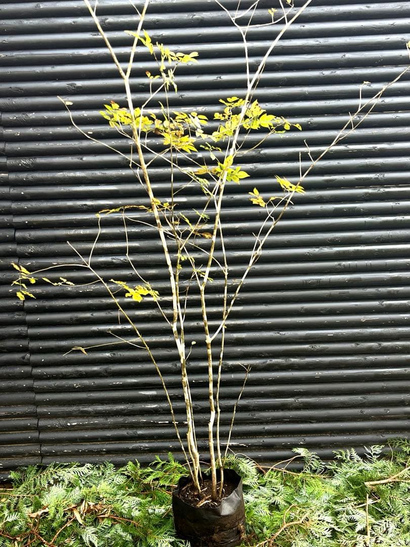 山採り天然　アオダモ　5本株立ち　300