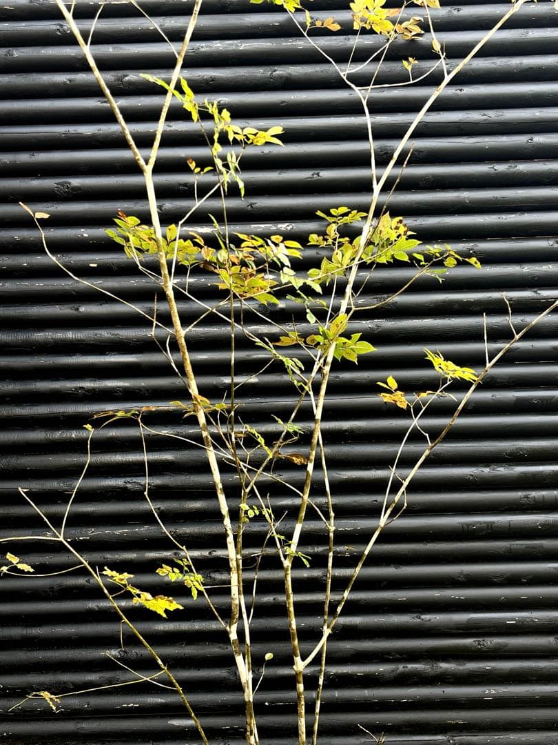 山採り天然　アオダモ　5本株立ち　300