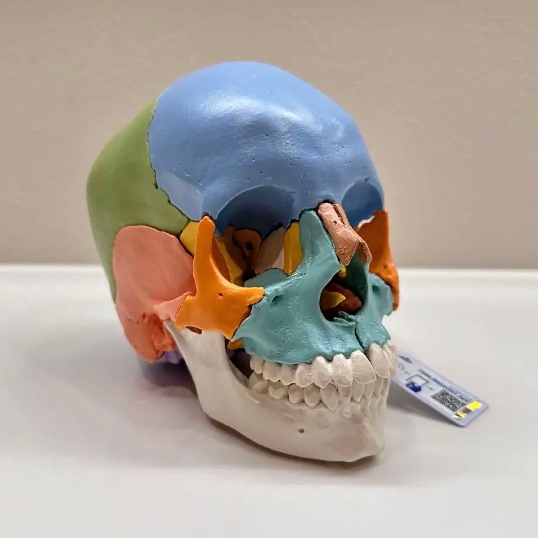 3B 頭蓋骨模型 頭蓋骨模型 22分割キット マルチカラー仕様 - メルカリ