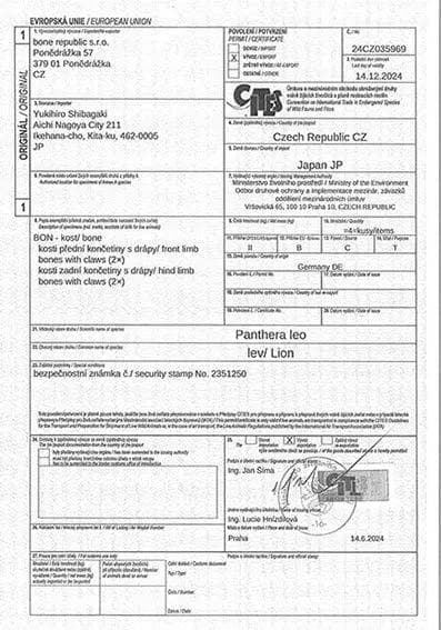 高品質！バーバリーライオン 右後肢（爪4本付）骨格 ※登録票付 - メルカリ