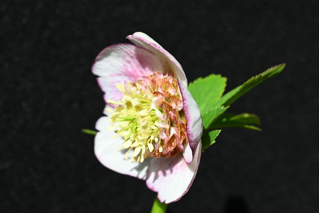 クリスマスローズ　認定プリマヴェーラsd多弁系　加藤農園