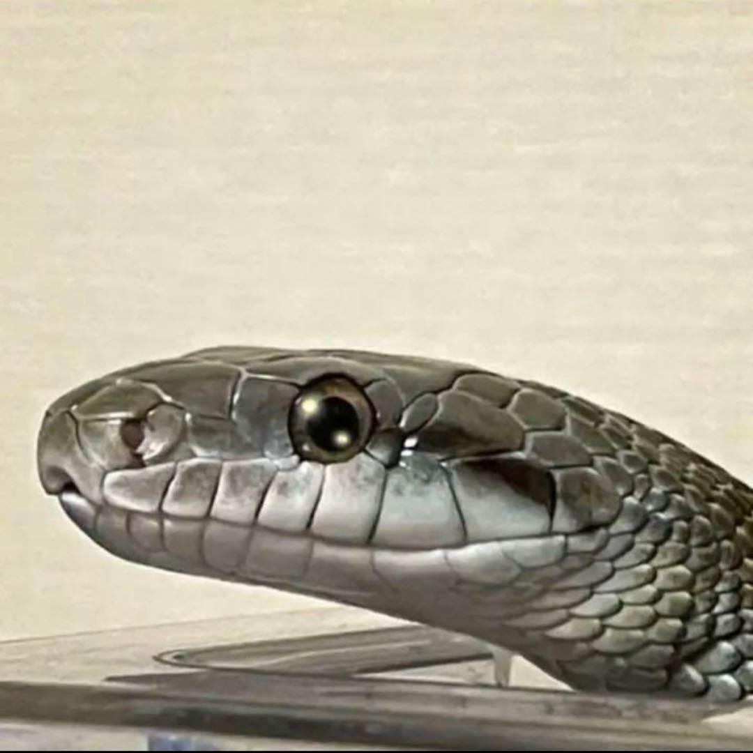 蛇の抜け殻 アオダイショウ - メルカリ