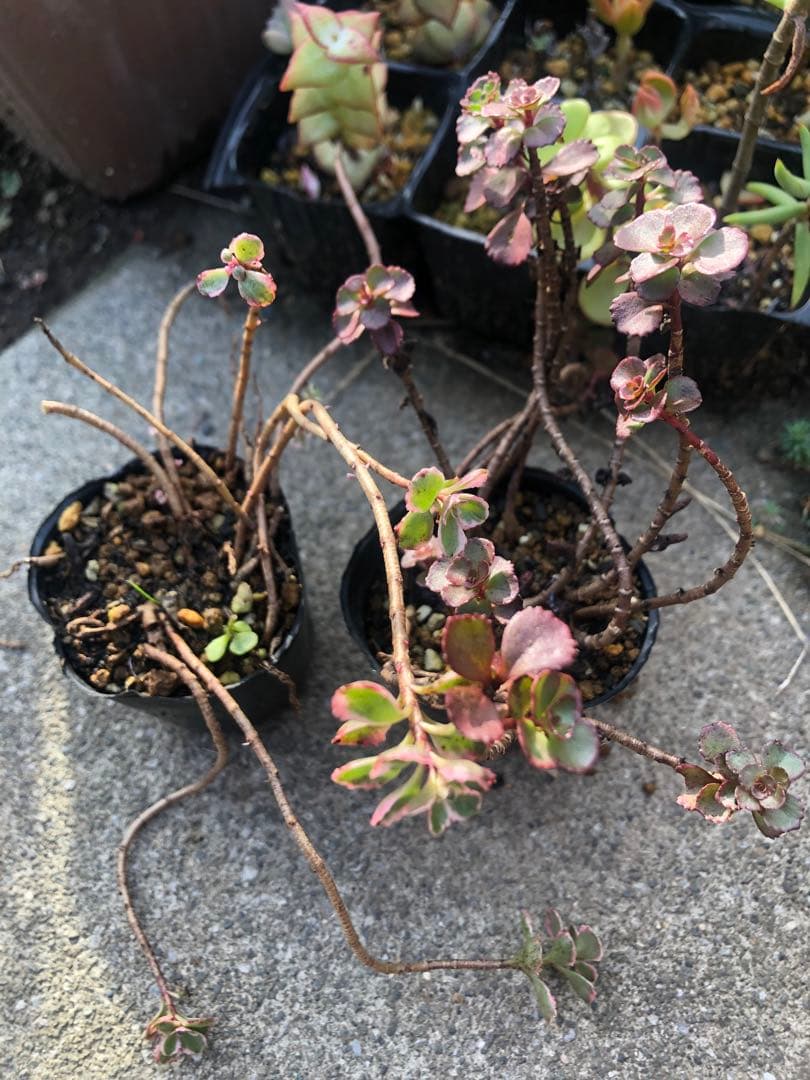 セダム　トリカラーandドラゴンズブラット　　現在の姿4枚目