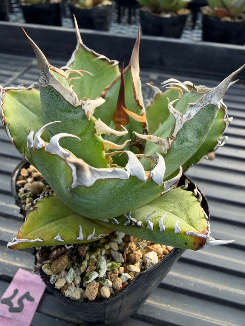 オテロイ　実生コレクション株25