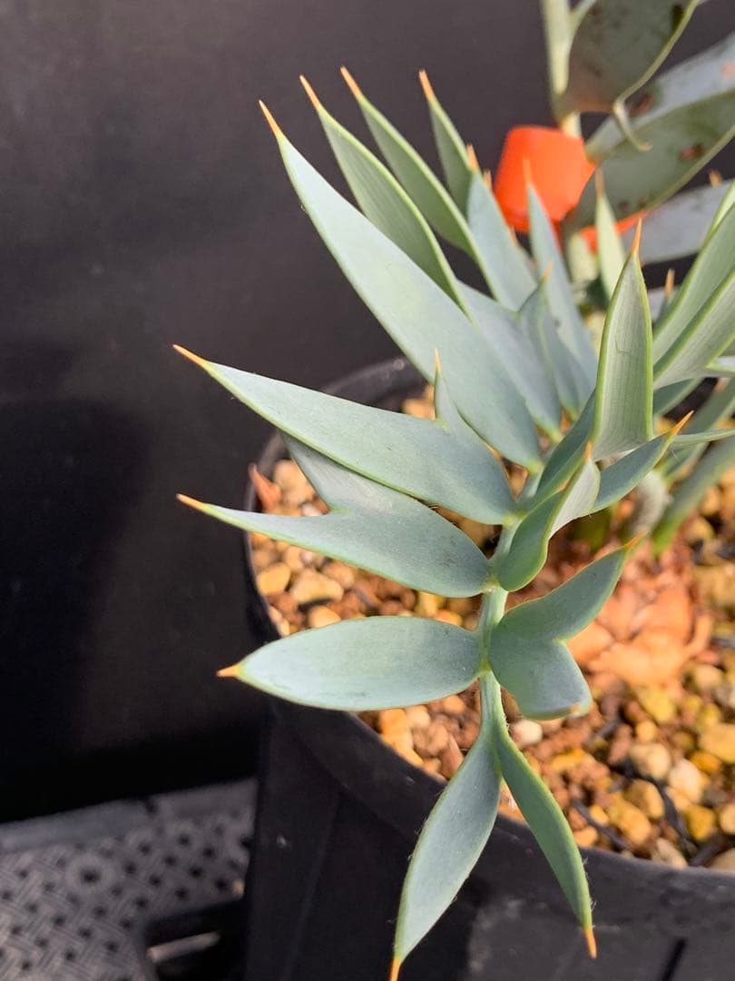 【南ア産・発根済】エンセファラルトス・ホリダス ｜No.4-8