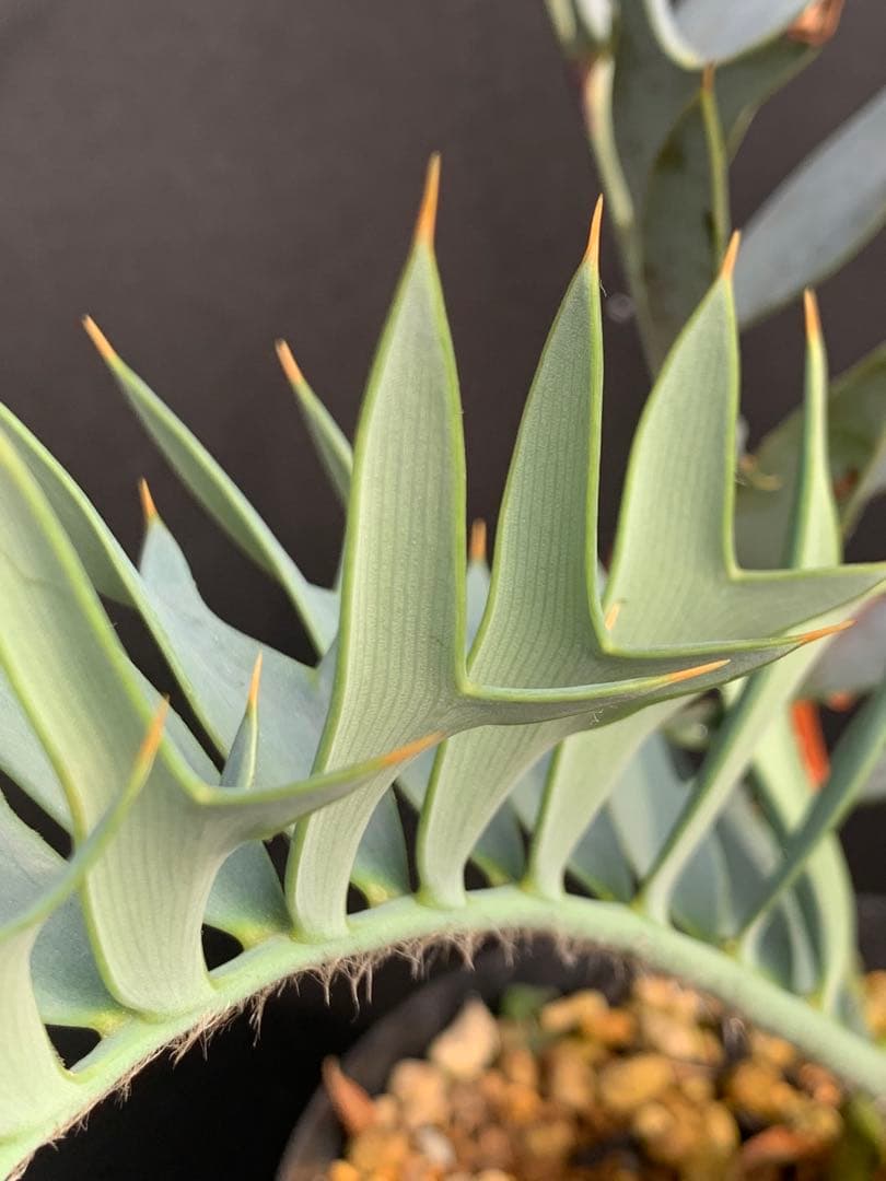 【南ア産・発根済】エンセファラルトス・ホリダス ｜No.4-8