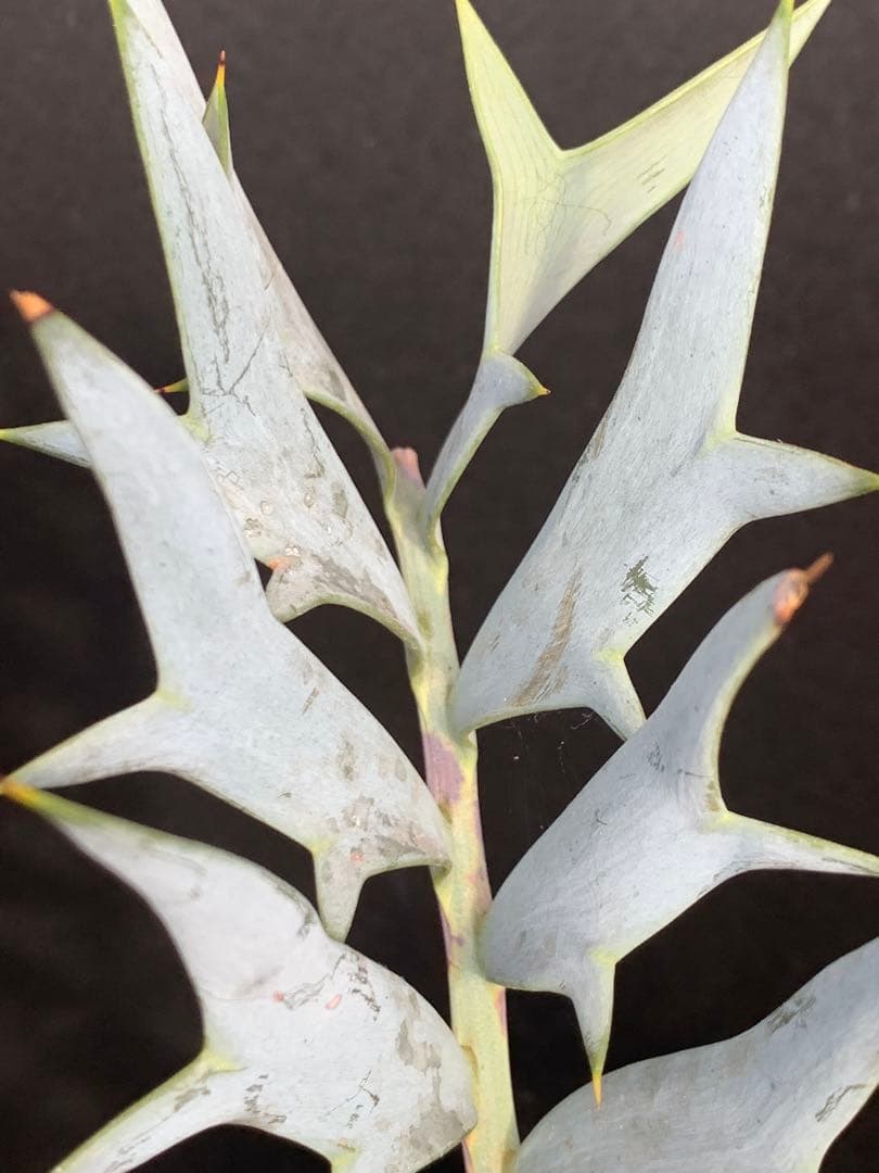 【南ア産・発根済】エンセファラルトス・ホリダス ｜No.4-8