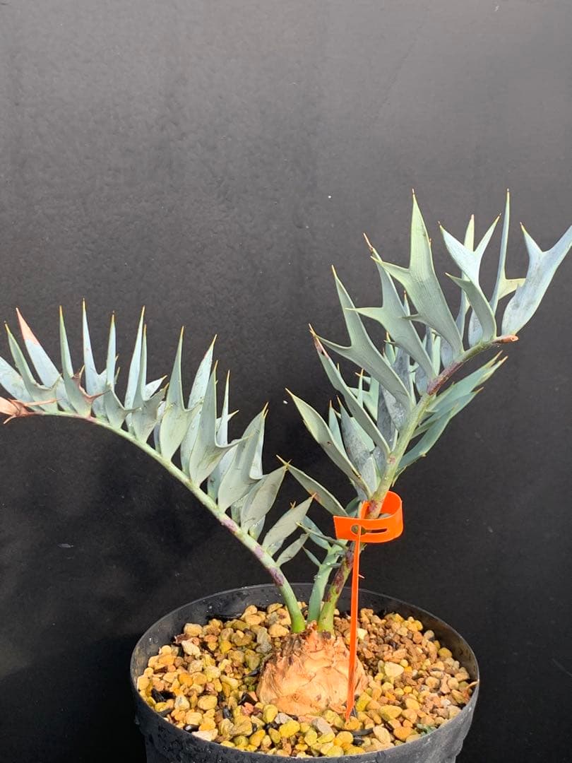 【南ア産・発根済】エンセファラルトス・ホリダス ｜No.4-8