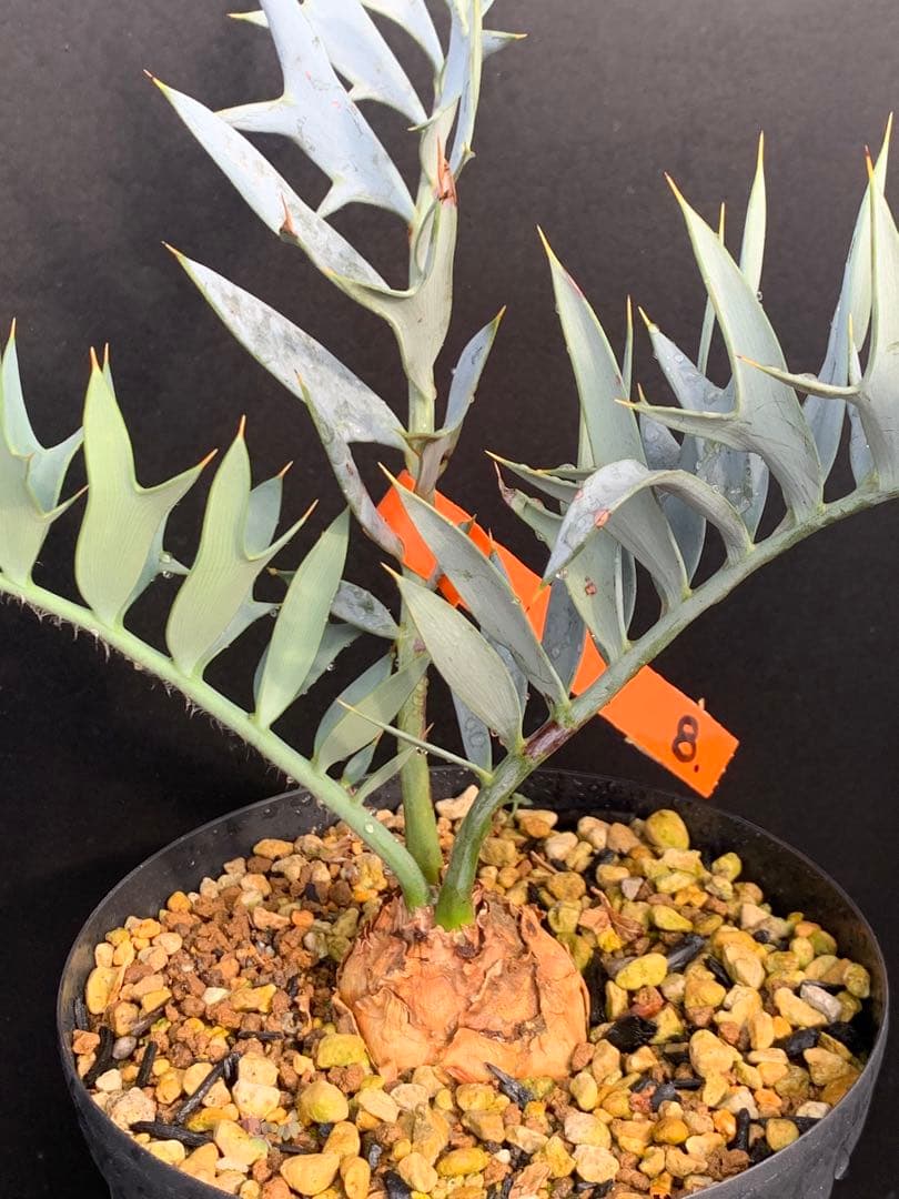 【南ア産・発根済】エンセファラルトス・ホリダス ｜No.4-8