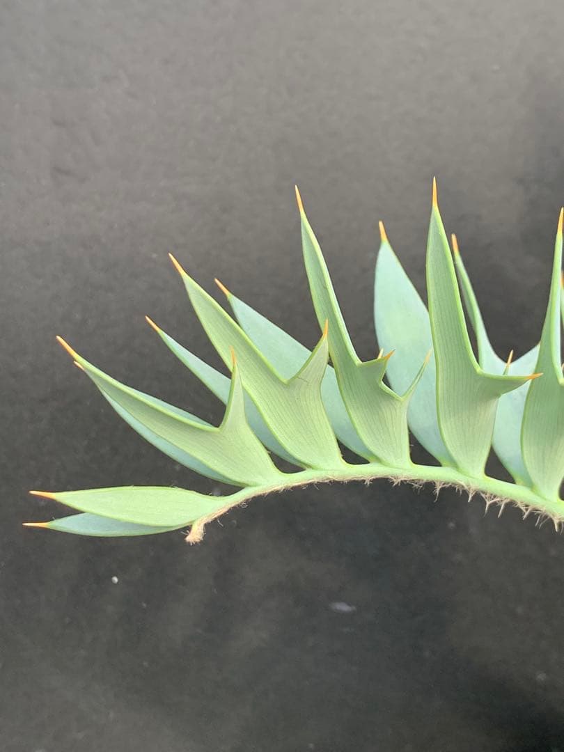 【南ア産・発根済】エンセファラルトス・ホリダス ｜No.4-8