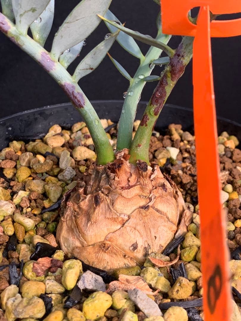 【南ア産・発根済】エンセファラルトス・ホリダス ｜No.4-8