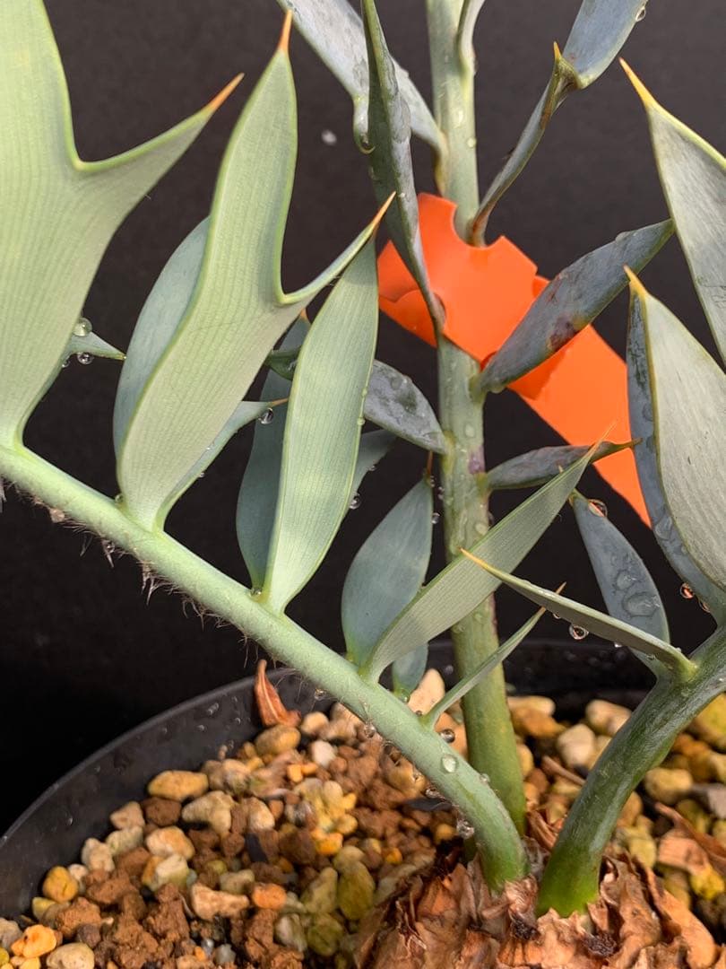 【南ア産・発根済】エンセファラルトス・ホリダス ｜No.4-8