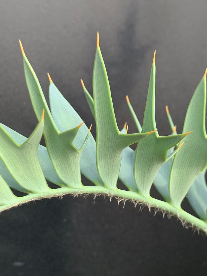 【南ア産・発根済】エンセファラルトス・ホリダス ｜No.4-8