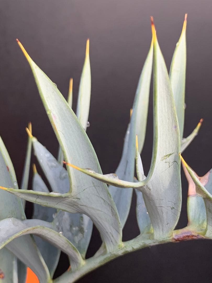 【南ア産・発根済】エンセファラルトス・ホリダス ｜No.4-8