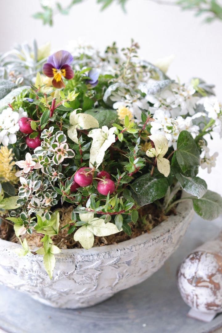 イベリスとカラーリーフのエレガントな春寄せ植え