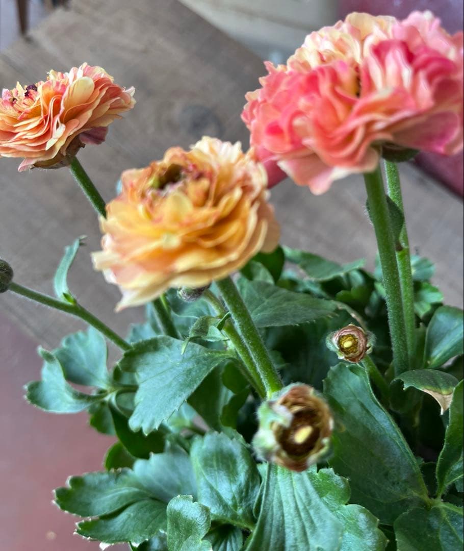 希少　ラナンキュラス イカロス イエローオレンジ　苗４号 宅急便