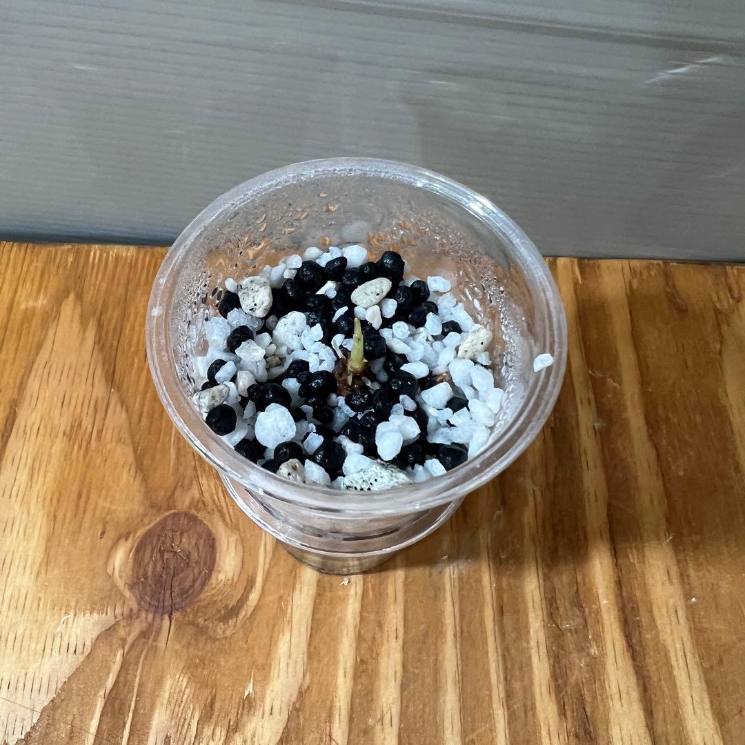 masa　アロカシア ワトソニアナ ライトニング　芋ひとつ