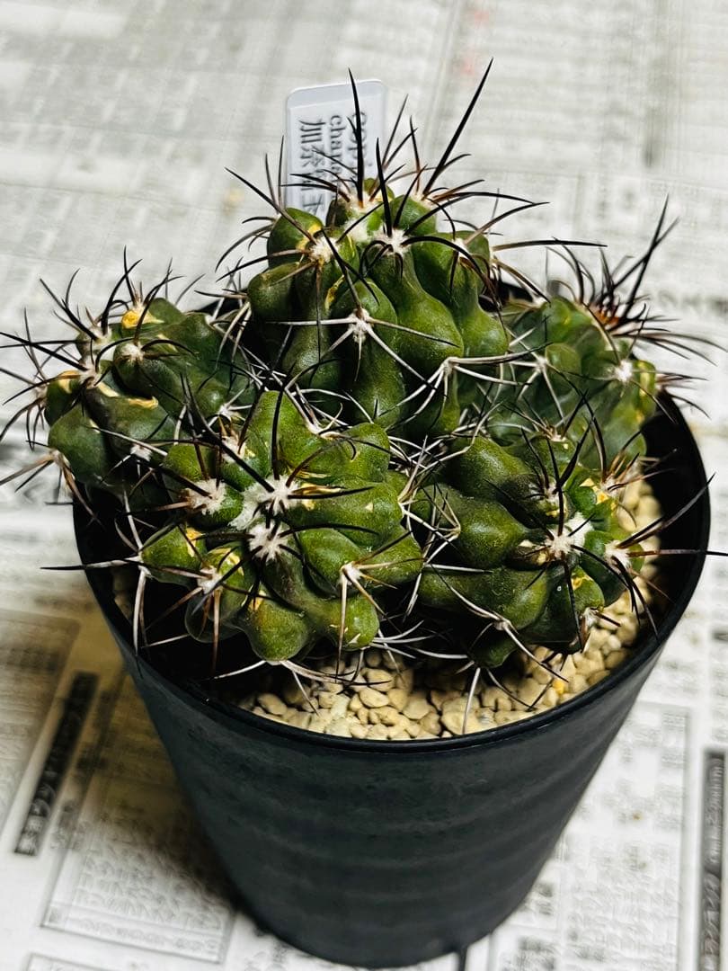 rollys.usa ✨黒棘　加奈留玉(かなるぎょく)群生　コピアポア