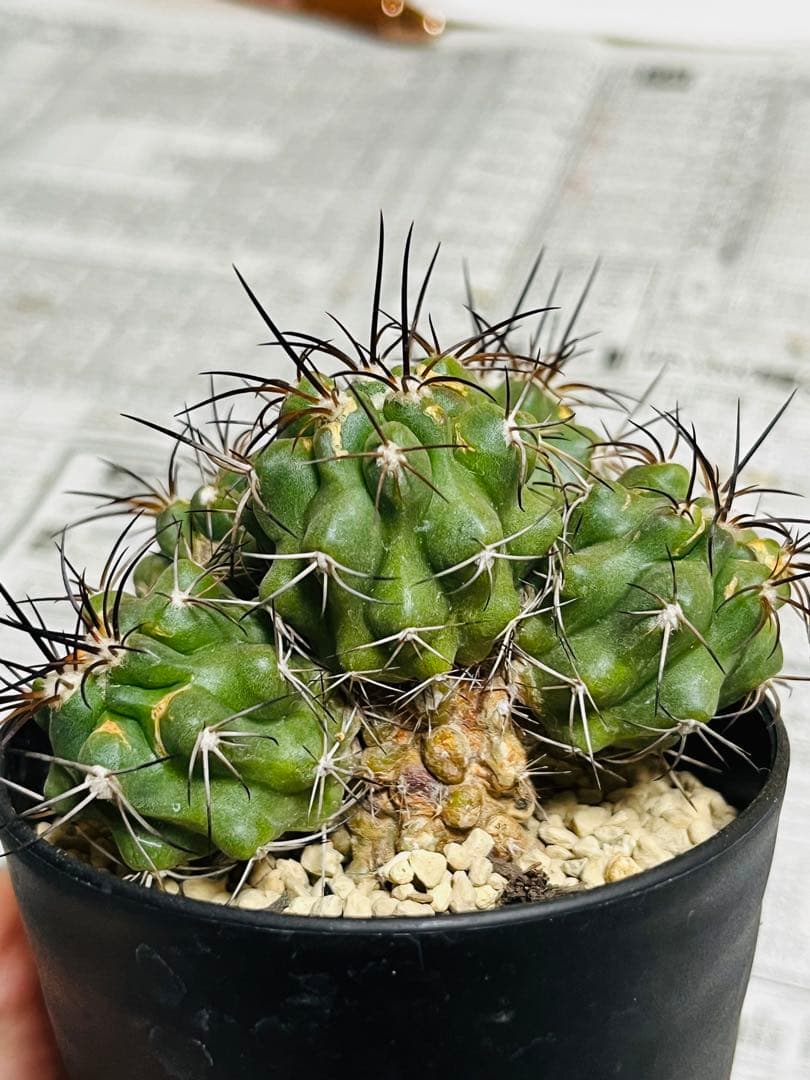 rollys.usa ✨黒棘　加奈留玉(かなるぎょく)群生　コピアポア