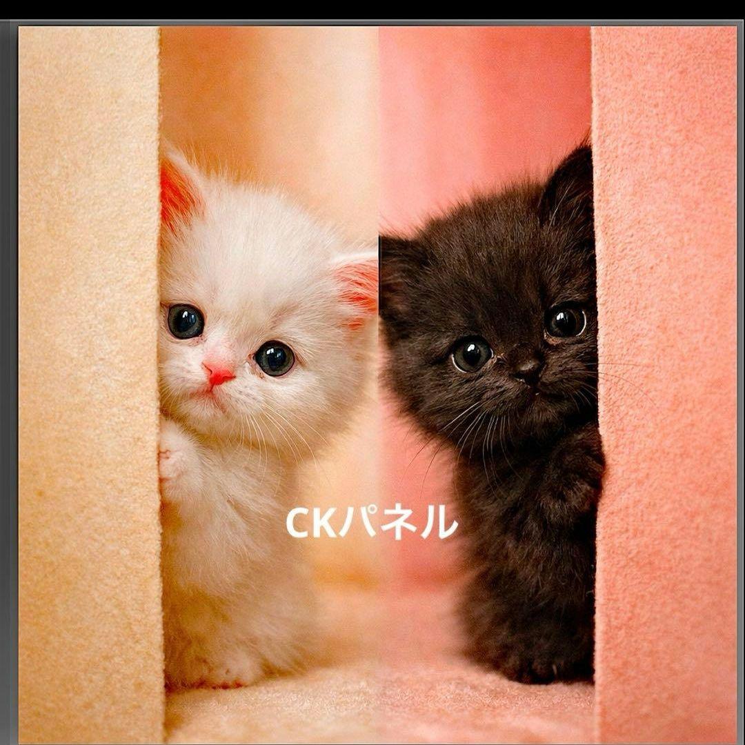 激レアひょっこりねこパネル生地　ハンドメイド