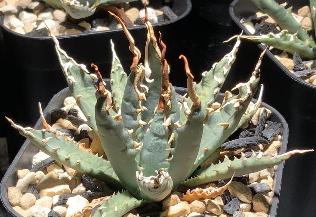 エボリスピナ 陽炎 コレクション株⑦ (極)