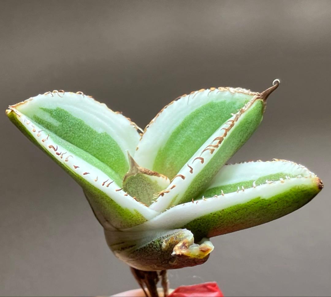 激レア【匿名配送】③ぶつぶつ アガベ 鰐亀錦 覆輪斑 白覆輪 TC - メルカリ