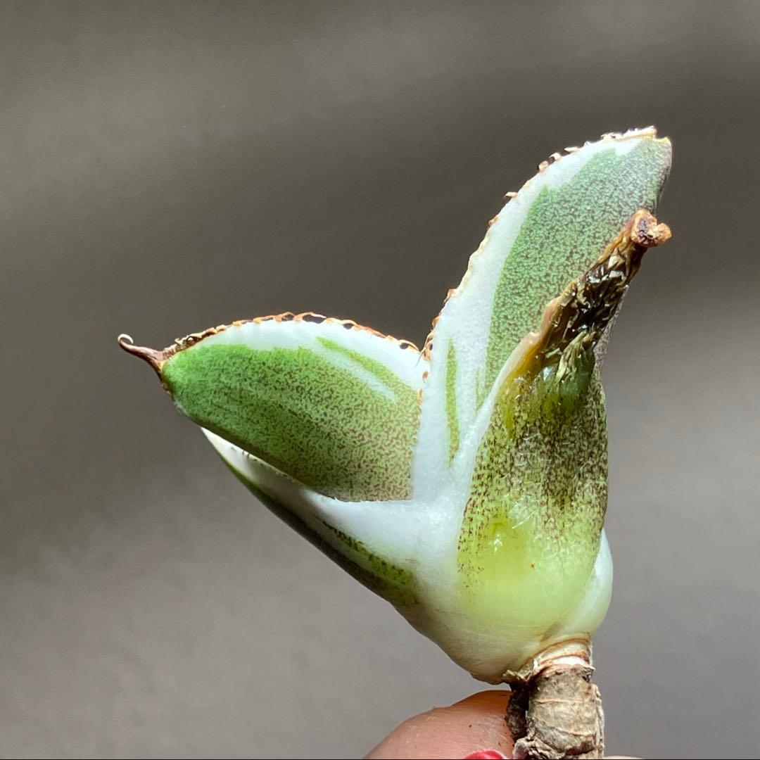 激レア【匿名配送】③ぶつぶつ アガベ 鰐亀錦 覆輪斑 白覆輪 TC - メルカリ