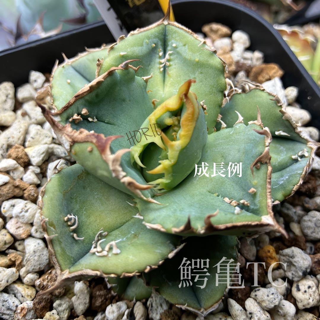 激レア【匿名配送】③ぶつぶつ アガベ 鰐亀錦 覆輪斑 白覆輪 TC - メルカリ