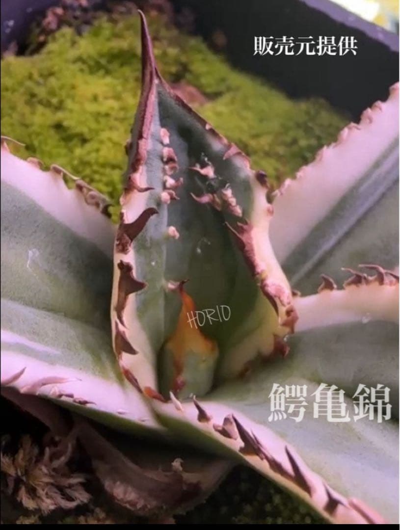 激レア【匿名配送】③ぶつぶつ アガベ 鰐亀錦 覆輪斑 白覆輪 TC - メルカリ