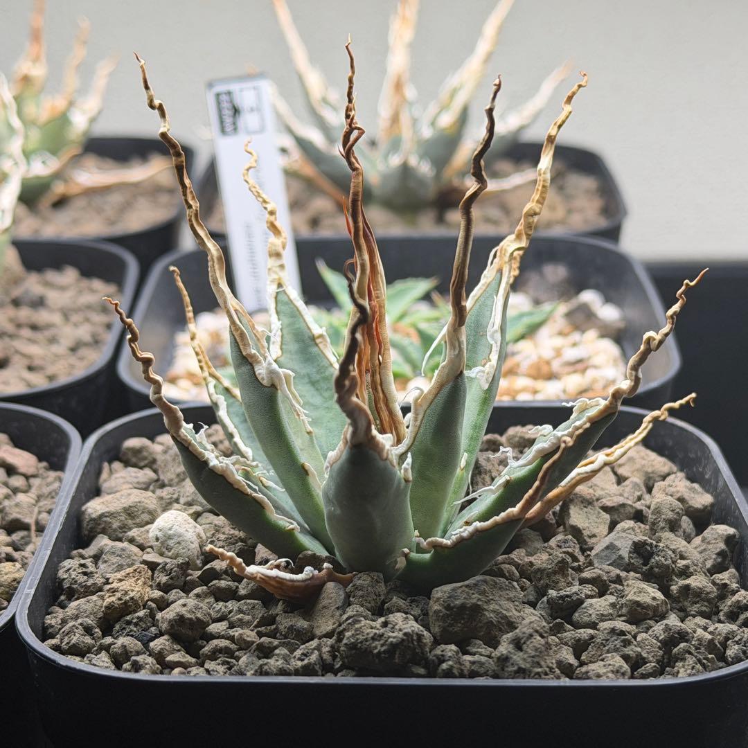 【超選抜】エボリスピナ選抜実生陽炎株　鉢ごと発送