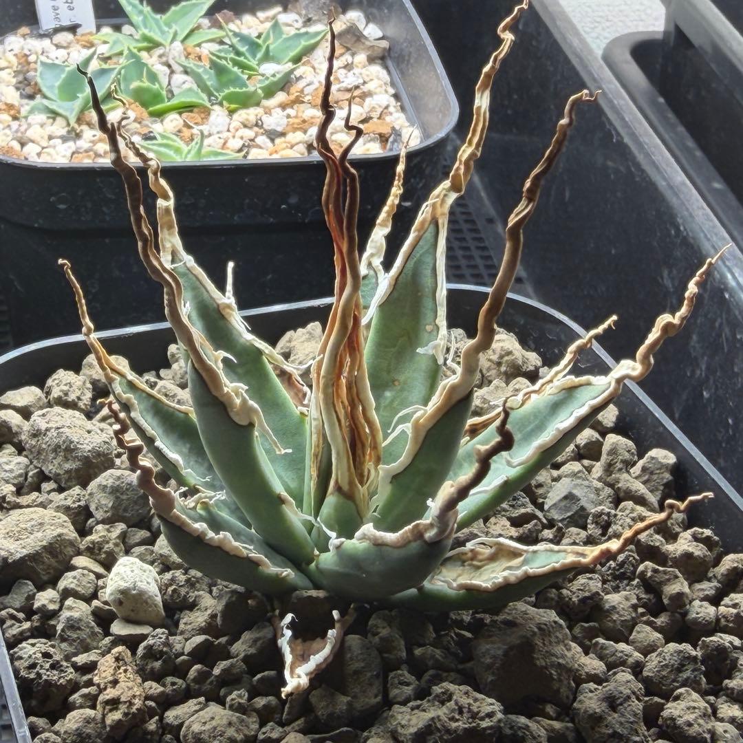 【超選抜】エボリスピナ選抜実生陽炎株　鉢ごと発送